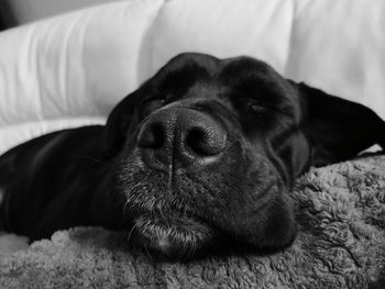 Close-up of a dog sleeping on bed