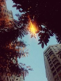 Low angle view of palm tree in city