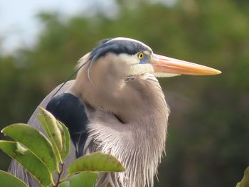 Close-up of bird perching on a plant