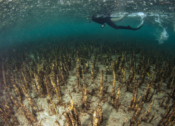 High angle view of woman swimming in sea