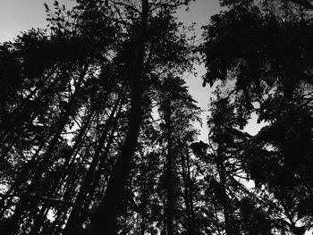 Low angle view of trees in forest