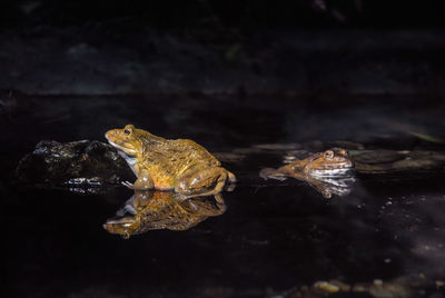 Close-up of frog swimming in lake