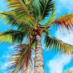 Low angle view of palm tree against blue sky