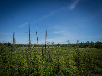 Scenic view of forest against sky