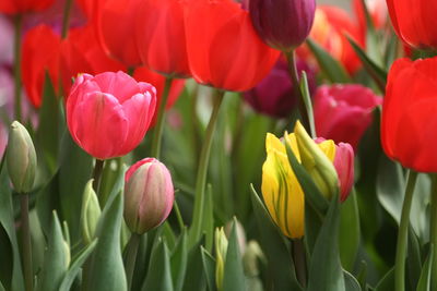 Close-up of red tulips in field