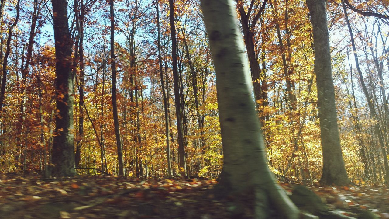 tree, tree trunk, forest, woodland, tranquility, growth, tranquil scene, nature, beauty in nature, scenics, branch, non-urban scene, sunlight, landscape, low angle view, outdoors, day, no people, tall - high, idyllic