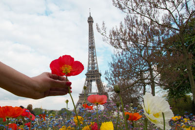 Low angle view of person holding red flowering plant