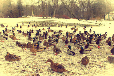 Flock of birds on snow covered landscape