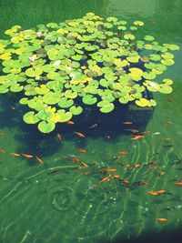 Leaves floating on pond