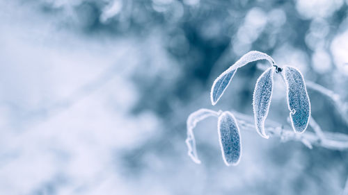 Blue monday concept with natural winter tree branch snow background. blue monday in january the