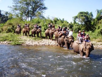 Reflection of trees in water
