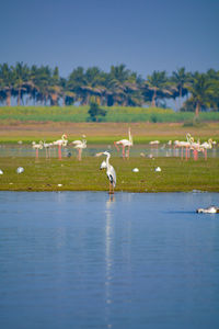 Birds on a lake