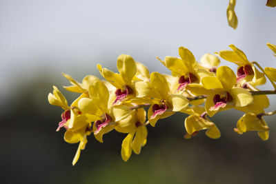 Close-up of yellow flowering plant
