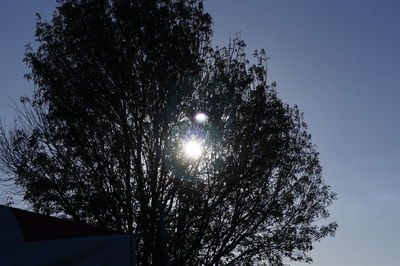 Low angle view of tree against clear sky