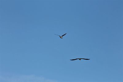 Low angle view of seagulls flying in sky