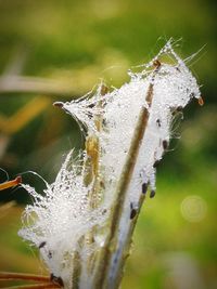 Close-up of spider web on plant