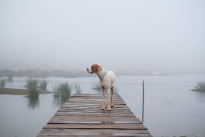 Dog on pier over lake against sky during foggy weather