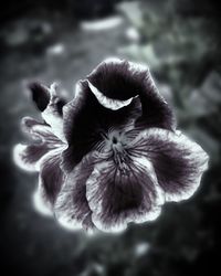 Close-up of flower blooming outdoors