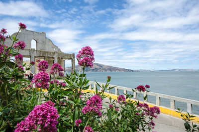 Purple flowering plants by sea against sky