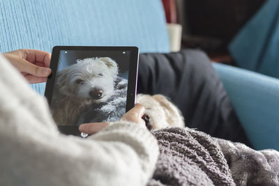 Dog relaxing on mobile phone