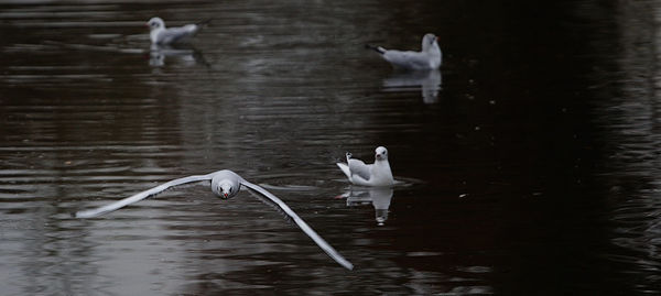 White swans flying over lake