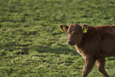 Cow in a field