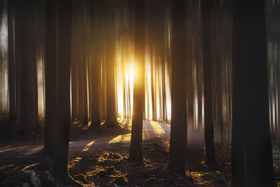 Sunlight streaming through trees in forest