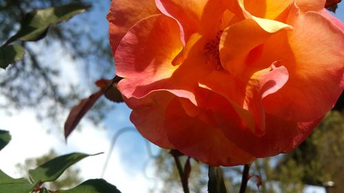 Close-up of flower blooming against sky