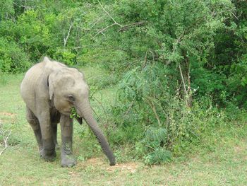 Elephant walking in a forest