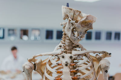 Close-up of human skull in museum