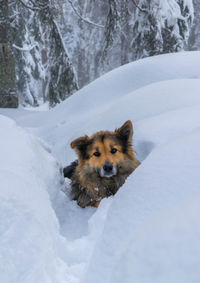 Dog on snow covered field