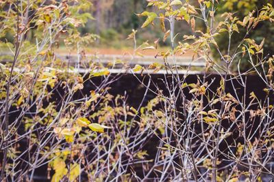 Close-up of yellow plants on field