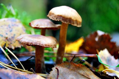 Close-up of mushroom growing in forest