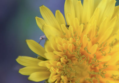 Close-up of insect on yellow flower