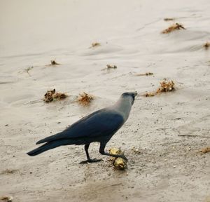 Close-up of bird on sand at beach