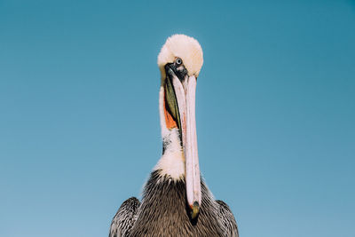 Close-up of pelican against clear blue sky