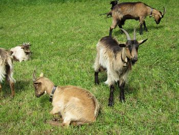 Sheep grazing on field