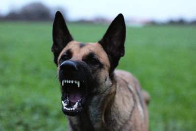 Portrait of a dog on field