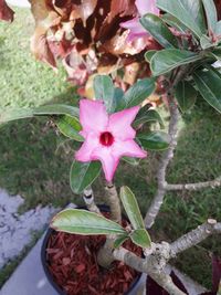 Close-up of pink flowers blooming outdoors