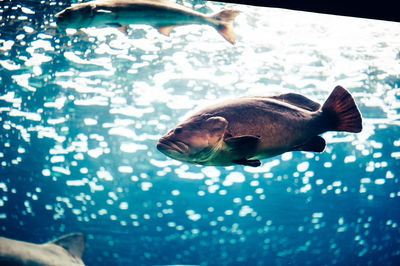 Fish swimming in sea