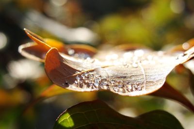 Close-up of insect on leaf