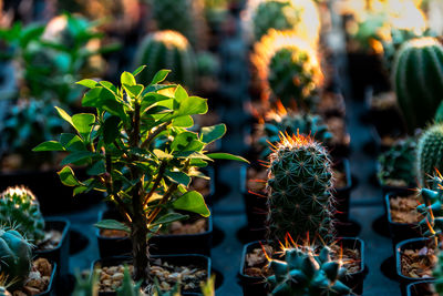 Cactus on sunlight on the garden