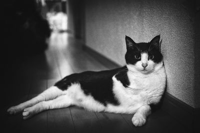 Portrait of cat sitting