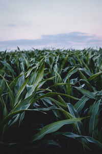 Close-up of crops growing on field against sky