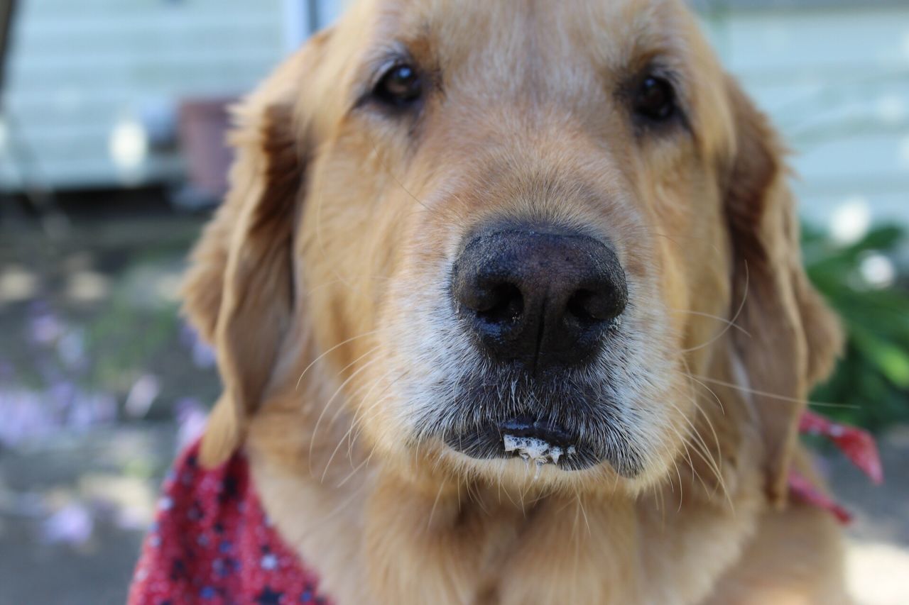 dog, pets, domestic animals, mammal, close-up, focus on foreground, animal head, portrait, animal body part, snout, animal hair, part of, animal nose, brown, outdoors, no people, day, selective focus, pet collar, nature, animal, animal eye