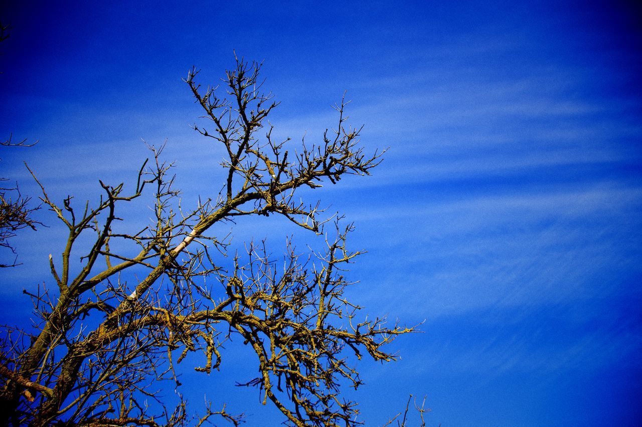 LOW ANGLE VIEW OF TREE AGAINST SKY