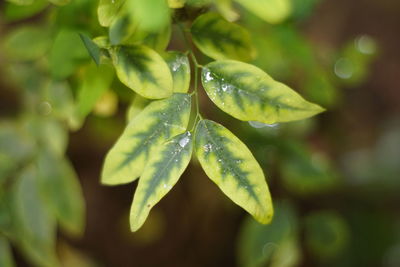 Close-up of water drops on leaves