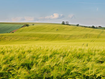 Scenic view of agricultural field against sky