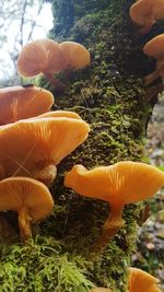 Close-up of mushrooms on tree