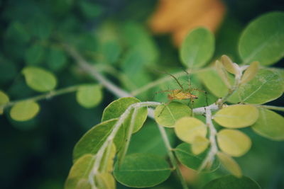 Close-up of insect on leaves